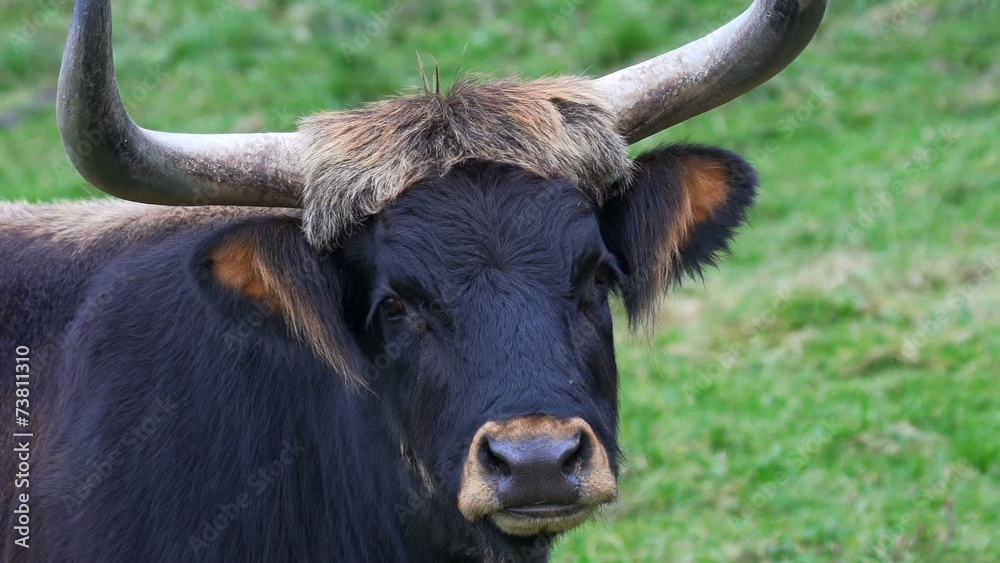 Auerochsen Auerochsen