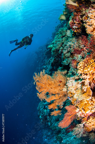 Diver, feather black coral in Banda, Indonesia underwater