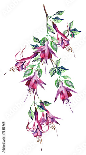 Fuchsias