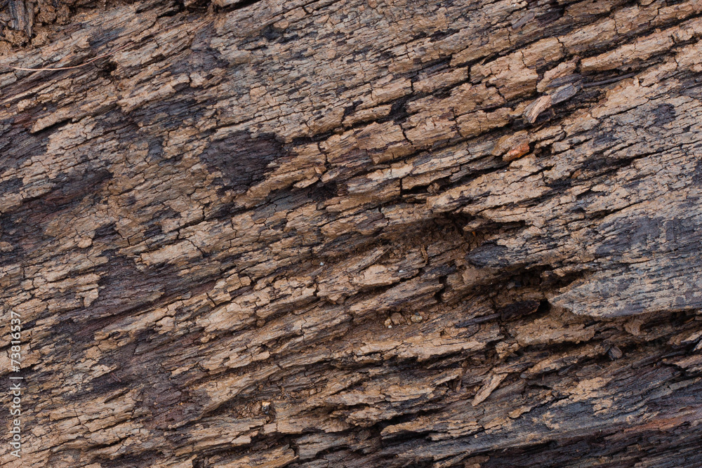 Obraz premium decay wood