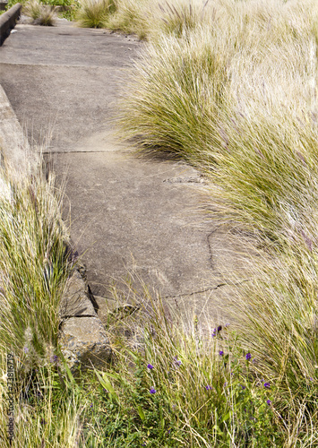 Over grown pathway