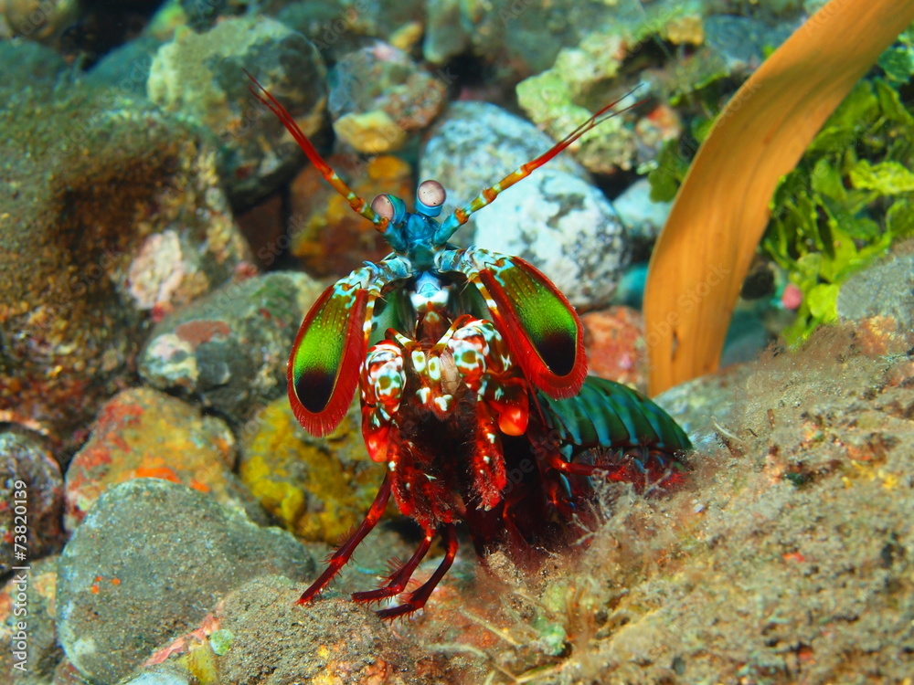Naklejka premium Mantis shrimp, Island Bali, Tulamben
