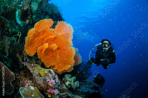 Foto Diver and sea fan Melithaea in Banda, Indonesia underwater