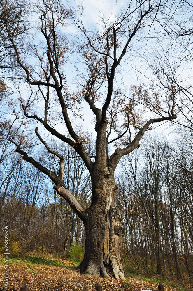 Maksym Zalizniak's oak in the legendary Maksym Zalizniak's oak in the legendary