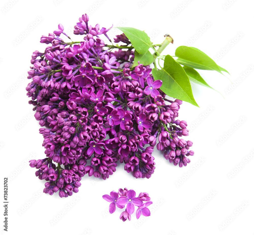 Obraz premium lilac flowers