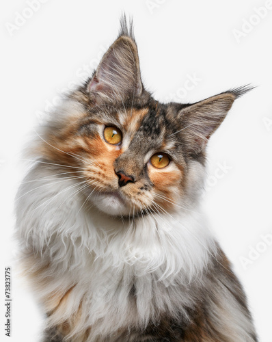 closeup white with ginger Maine Coon cat