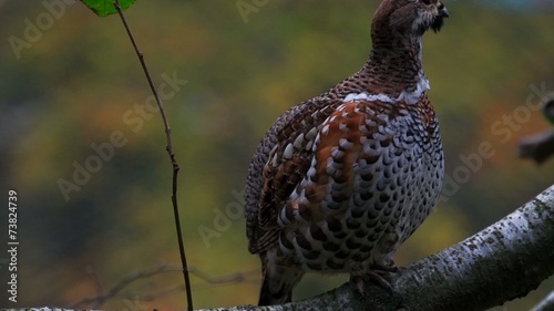 Haselhuhn