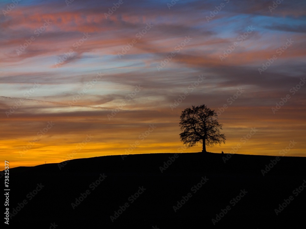 Alte Eiche im roten Sonnenuntergang