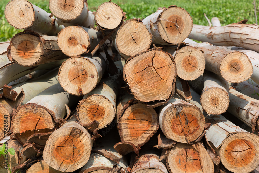 Eucalyptus tree, Pile of wood logs ready for industry Eucalyptus tree, Pile of wood logs ready for industry