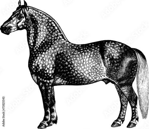 Vintage Illustration horse percheron photo