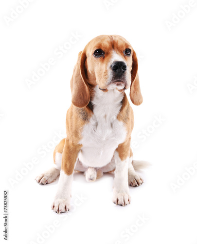 Beagle dog isolated on white © Africa Studio