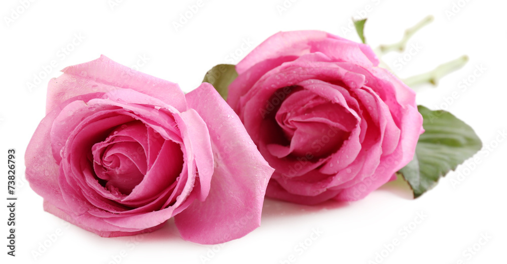 Beautiful pink roses isolated on white Beautiful pink roses isolated on white