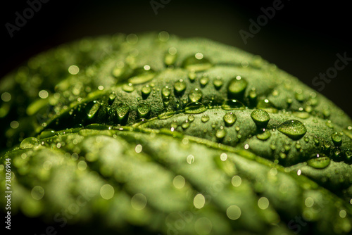 Green leaf with water drops, selective focus.