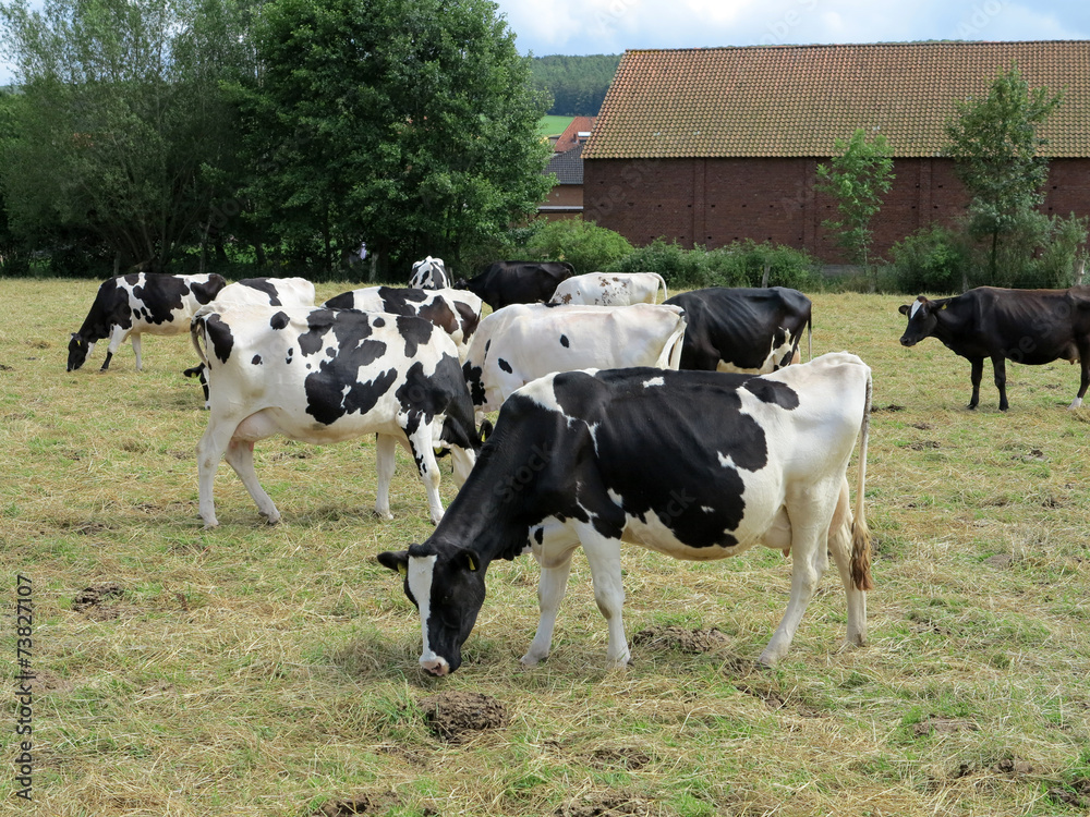 Kühe auf einer Weide