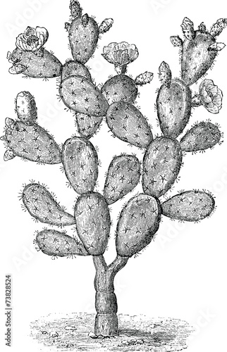 Vintage Illustration cactus opuntia