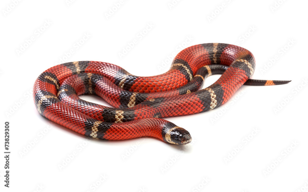Fototapeta premium Nelsons milksnake
