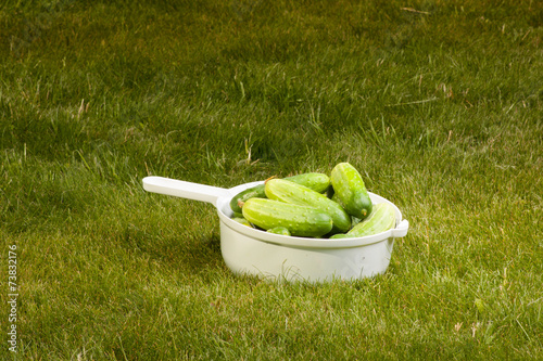 cucumbers in a white pot on the grass