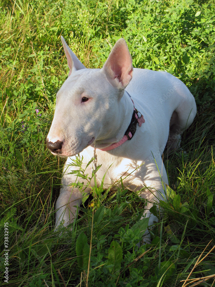 English bull Terrier walks outdoors in the summer English bull Terrier walks outdoors in the summer