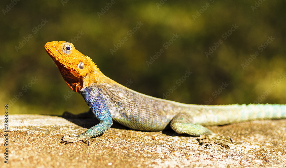 Obraz premium Agama del Kenya