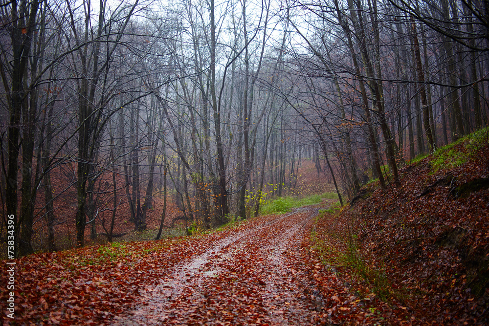 Forest road