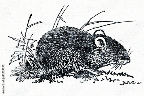 Red-backed vole photo