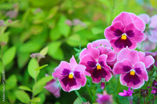 Group of pansy in the garden