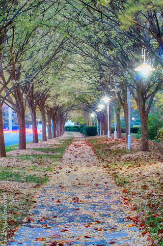 Autumnal alley in the park along the road photo