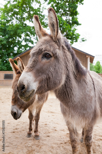 Friendly donkey