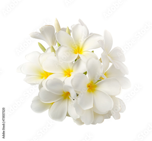 frangipani flower isolated on white on white background © sommai