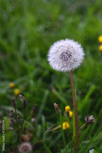 spring background with white dandelion.