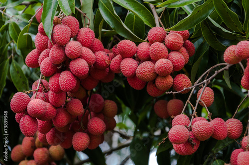Lychees on tree