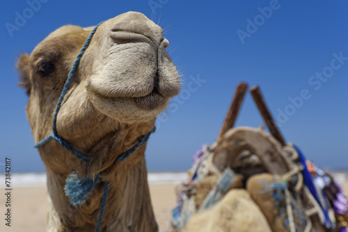 Kamel am Strand von Essaouira, Marokko