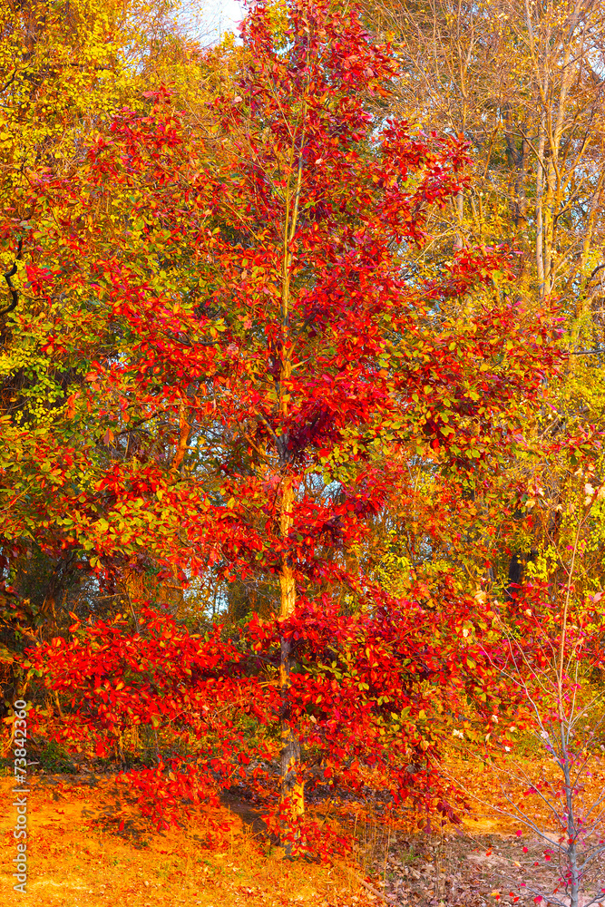 Red foliage of common tree in suburban Northern Virginia. Red foliage of common tree in suburban Northern Virginia.