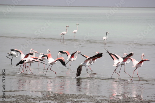 Flamingos im Anflug Swakopmund