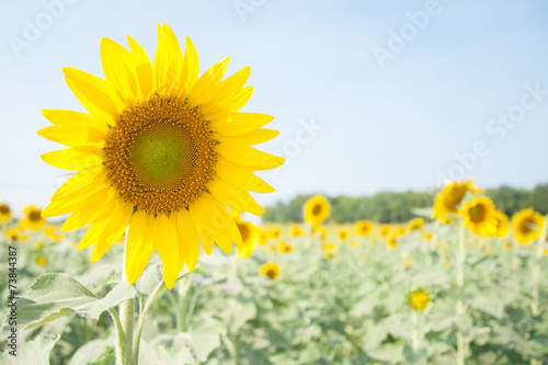 sunflower