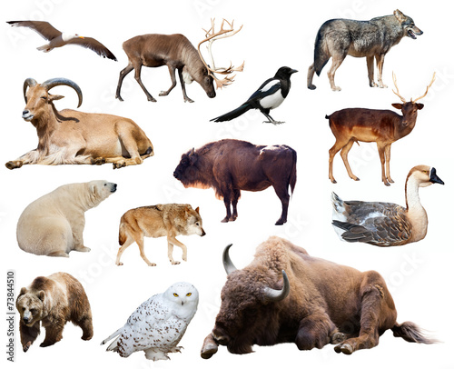 Set of bison and other european animals. Isolated on white