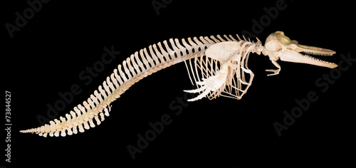 Skeleton of dolphin