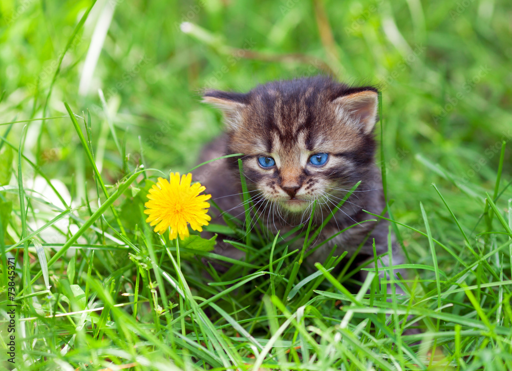 Little kitten walking on the grass Little kitten walking on the grass
