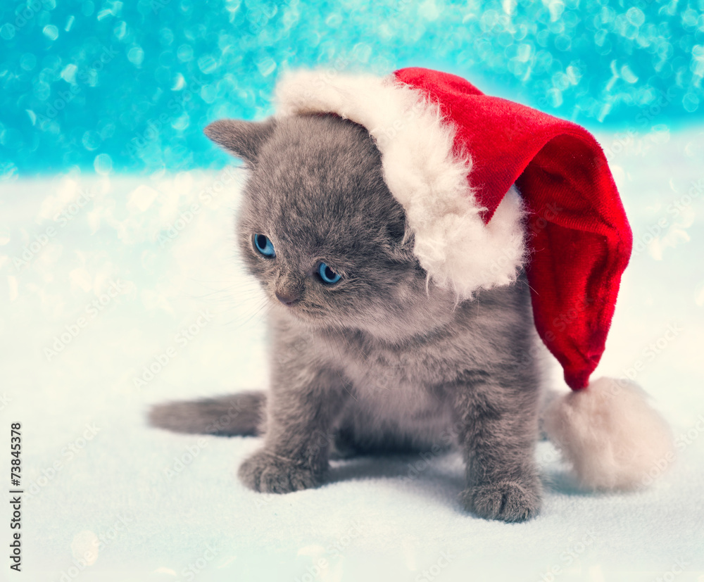 Little kitten wearing Santa Hat