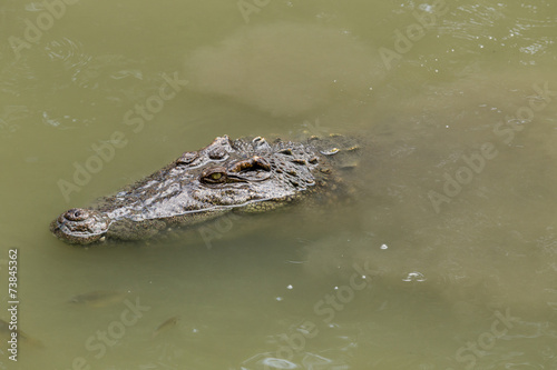 Swimming crocodile make water be muddy