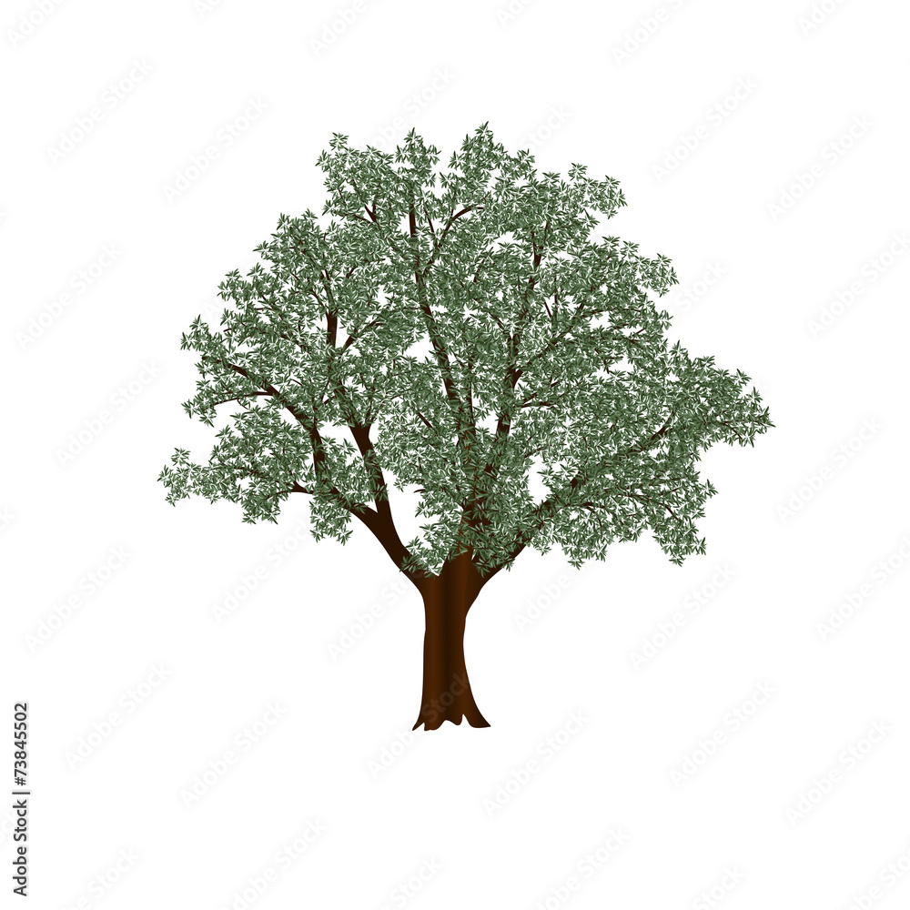 olive tree with green leaves olive tree with green leaves