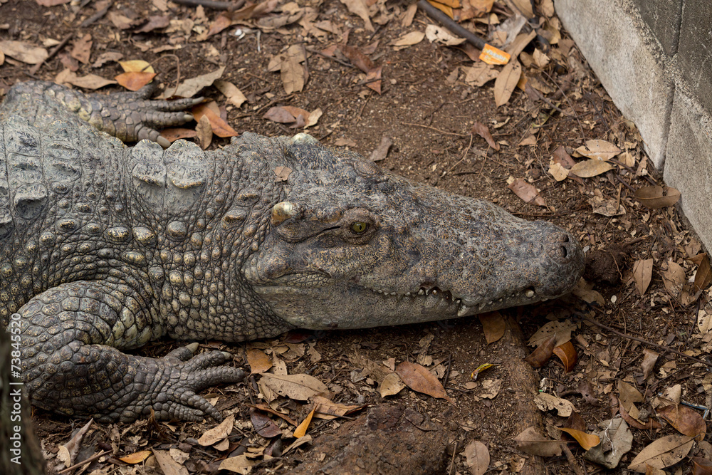 Scary crocodile on ground and open his eyes so big Scary crocodile on ground and open his eyes so big