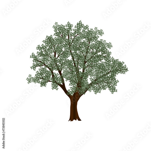 olive tree with green leaves