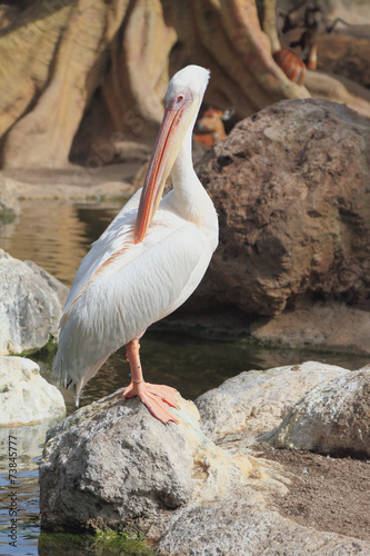 Pelican in zoo