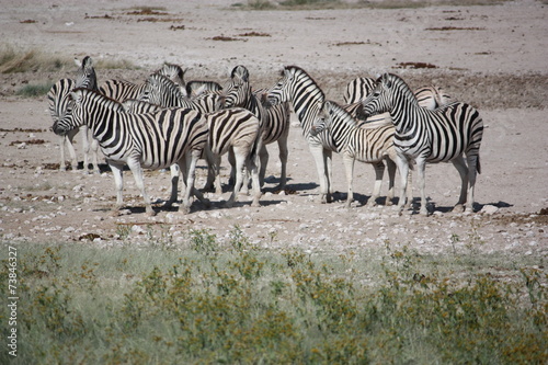 Zebras im Etoshanationalpark