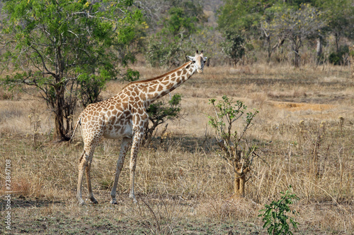 Giraffe in Tansania