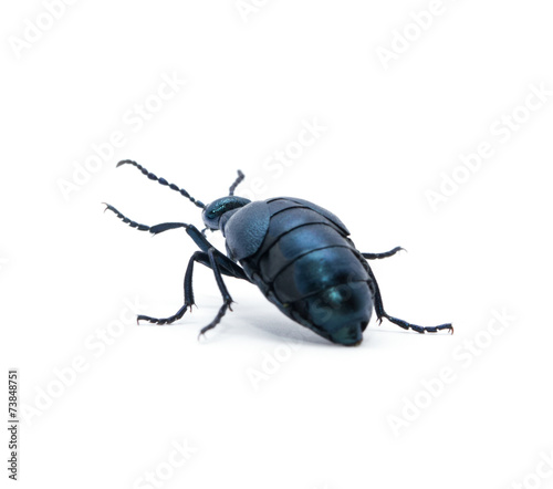 Beetle © ZaZa studio