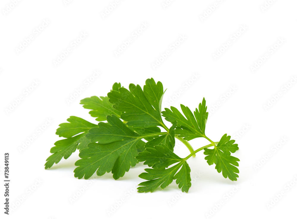 Branch of fresh parsley Branch of fresh parsley