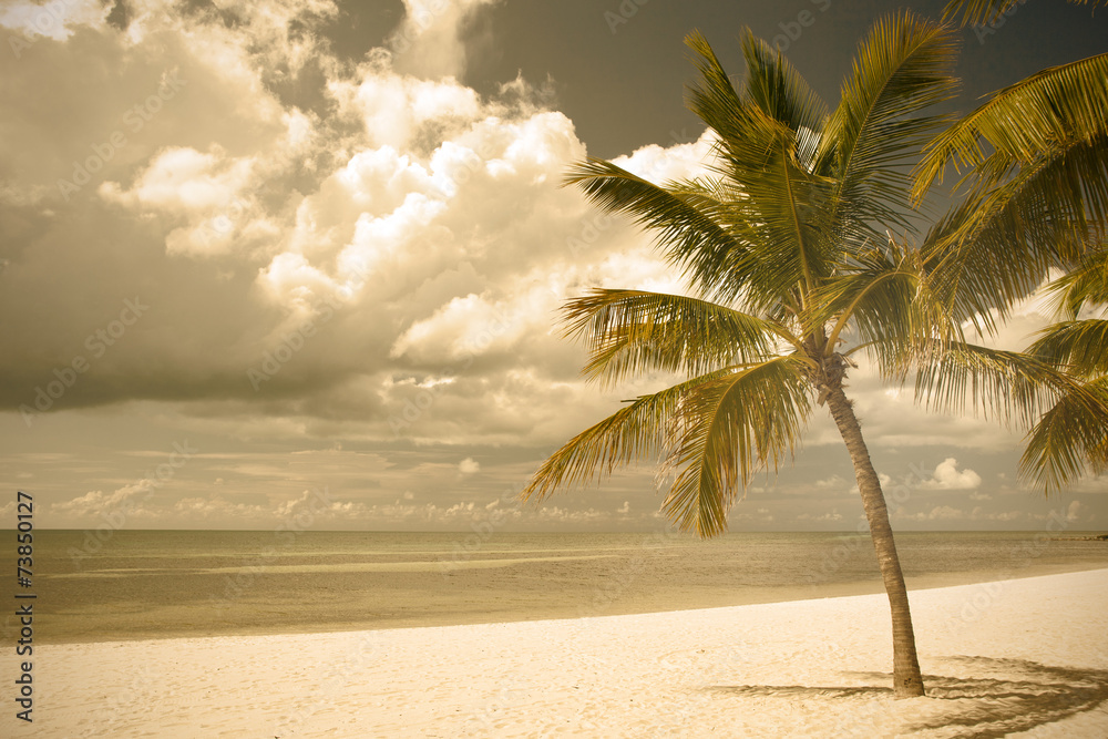 Miami Beach Florida,  palm trees by the ocean