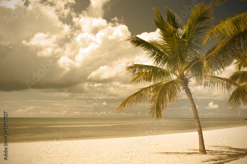 Fototapeta Naklejka Na Ścianę i Meble -  Miami Beach Florida,  palm trees by the ocean